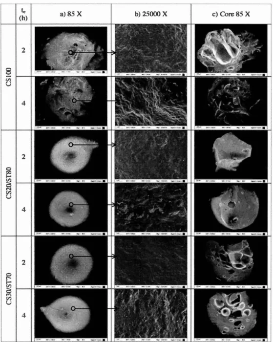 Figure  2.4  Scanning  electron  micrographs  of beads  prepared  with  2  h  or  4  h  of  crosslinking time:  (a)  the  entire bead,  (b)  the  extemal  surface  and  (c)  a cross-section  of pure  chitosan  (CS  1 00),  chitosan  20%  :  starch  80%  (C