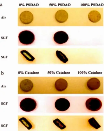Figure  2.  5  pH  stability  of enzyme formulations  in  tablets  based  on  CM-St:Chitosan