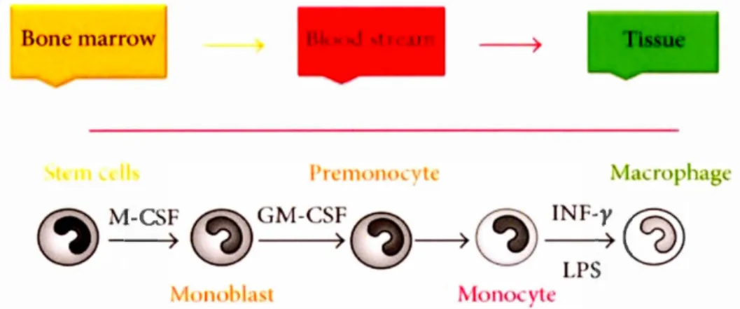 Fig  3  .1.  Monocyte  and  macrophage  differentiation.  Immature  monocytes ,  released 