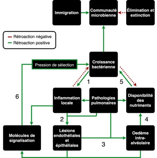 Figure  I-1 :  Schéma  récapitulatif  des  facteurs  influençant  la  composition  de  la  communauté  microbienne pulmonaire 