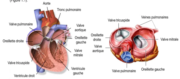 Figure 1.1 Coupe frontale du cœur (à gauche) et coupe transversale des valves cardiaques (à droite)