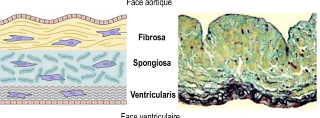 Figure 2.3 Schéma (à gauche) et coupes macroscopiques (à droite) des structures qui composent la  valve aortique