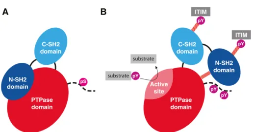 Figure 2. Schéma du mécanisme d’auto-inhibition de la phosphatase SHP-1. 