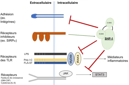 Figure 3. Schéma de l’implication de SHP-1 dans certaines voies de  signalisation  dans  les  macrophages