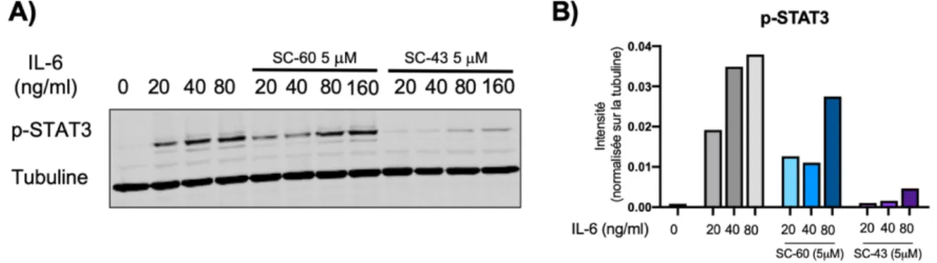 Figure 4. Le SC-60 et le SC-43 préviennent la phosphorylation de STAT3 induite  par l’IL-6 in vitro dans les cellules J774A.1