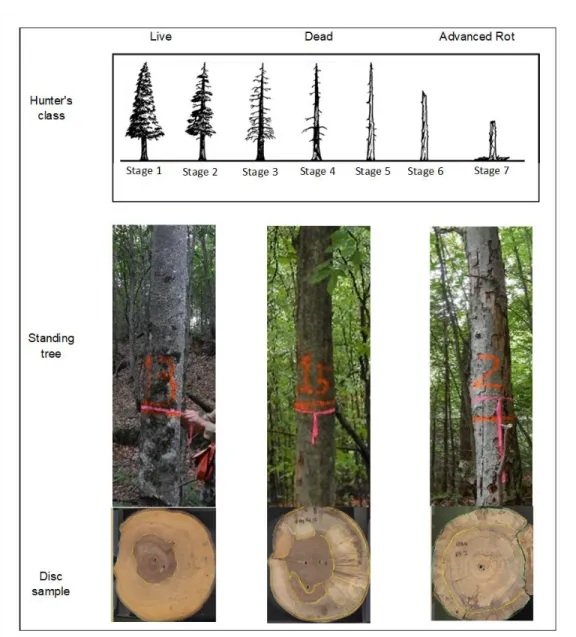 Figure 3:  Example of a standing tree and sampled disc for each decay level. 