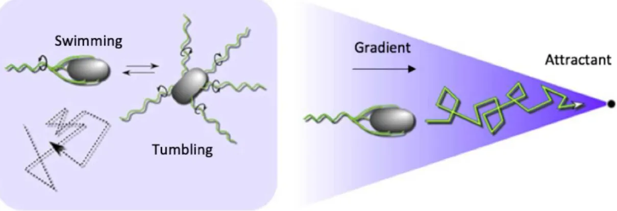 Figure 2.2 The phases of bacterial movements and the principle of chemotaxis.