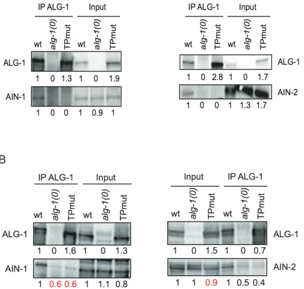 Figure 1.3 Co-Immunoprecipitation of ALG-1(TPmut) with AIN-1 and AIN-2 in vivo  (A) Transgenic animals were generated using MosSCI single copy insertion of mCherry-tagged 