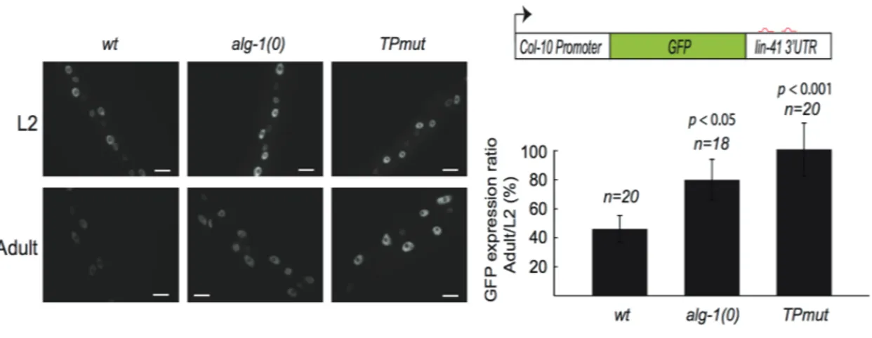Figure 1.8 Effect of ALG-1(TPmut) on a let-7 microRNA activity reporter 