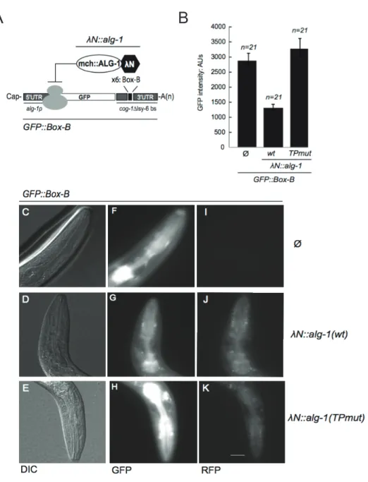 Figure  1.9  Tethered  ALG-1  tryptophan-binding  pockets  mutant  cannot  repress  gene  expression 