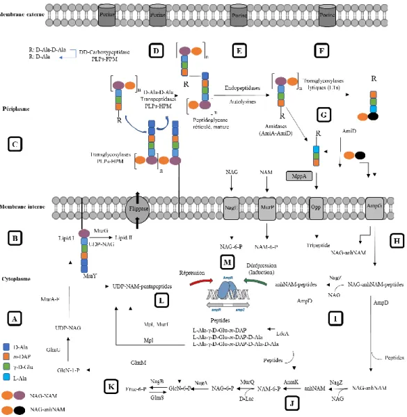 Figure 7. Résumé des étapes sélectionnées de la biosynthèse et le recyclage de la paroi  cellulaire chez E