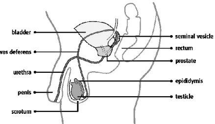 Figure 1. Male urogenital anatomy with permission from Canadian Cancer Society. 6