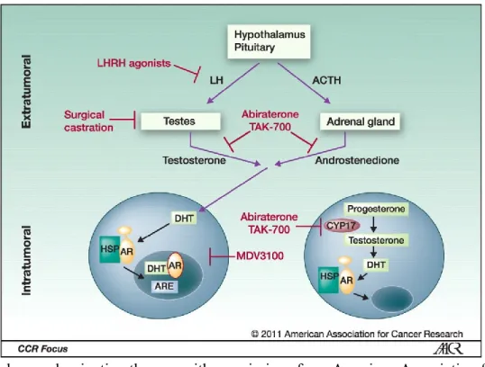 Figure 4. Androgen deprivation therapy with permissions from American Association for Cancer  Research