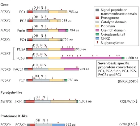 Figure 10. Schematic representation of sequences of human proprotein convertase family members