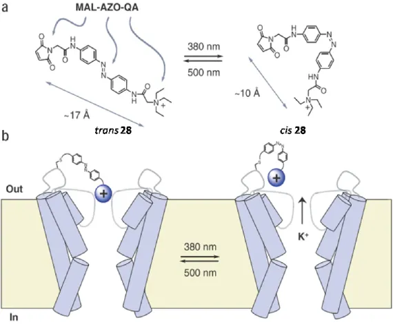 Figure 10. Photoisomerization process controlling ionic currents through modified Shaker  channels