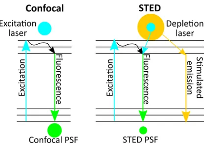 Figure 1.1 – Jablonski diagrams of electronic processes involved in image formation for STED microscopy
