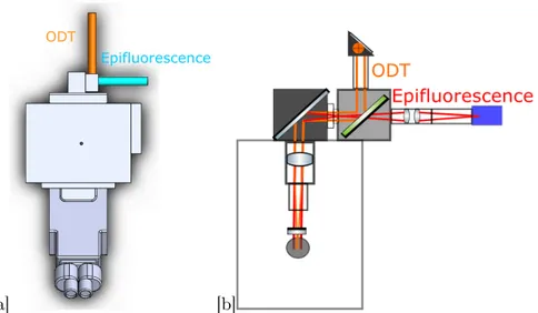 Figure 2.10 – Plan of multimodal integration through the epifluorescence path. a) shows how the dichroic mirror placed after the existing mirror separates the two optical paths based on wavelength