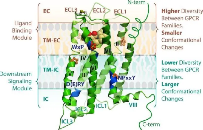 Figure 13. Représentation schématique de la structure des récepteurs couplés aux protéines  G (Katritch et al