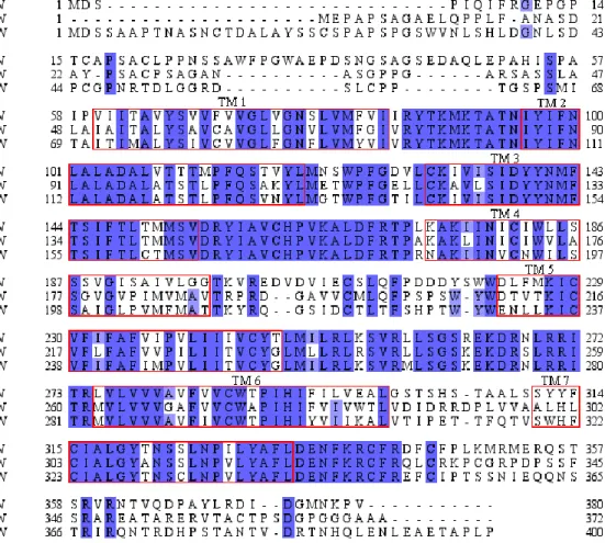 Figure 15. Alignement de séquence des récepteurs delta (P41143), mu (P35372) et kappa  (P41145) effectué dans Clustal Omega et analysé avec Jalview