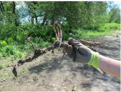 Figure 2.  Fragment  de  rhizome  de  renouée  du  Japon  trouvé  sur  les  berges  d’une  rivière 