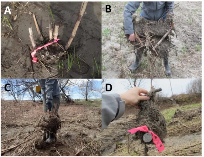 Figure 6. Collets de renouée de Japon trouvés en bordure de la rivière Etchemin (Québec, Canada) 