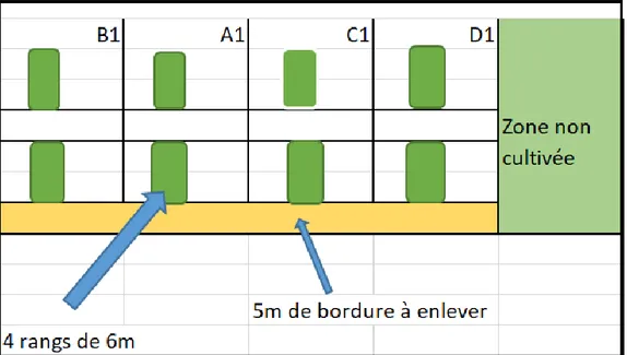 Figure 2. Schéma de récolte pour l'échantillonnage du rendement du maïs-grain, exemple pour un bloc