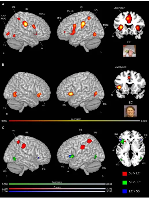 Figure  3.  Activation  likelihood  clusters  for  pain  empathy  experiments  using  SS  or  EC 