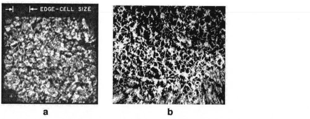 Figure 2.9: Head-on images of detonations in: (a) N]V[ with 20% acetone by volume [30] and (b) a gaseous mixture of C2H2 + 302 at an initial pressure of 6.7 kPa (from Duff and Finger