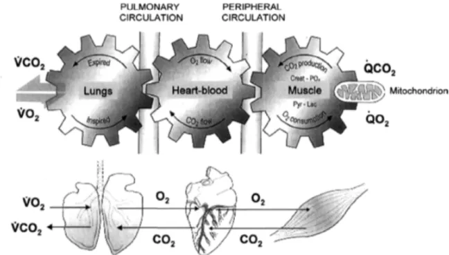Figure 4. The Wasserman gears: Conceptual models illustrating the interdependence of ventilation, circulation,  tissue metabolism and overall energy balance in the mitochondria to cell function that defines the essential  pathways to VO 2max  (Poole et al.