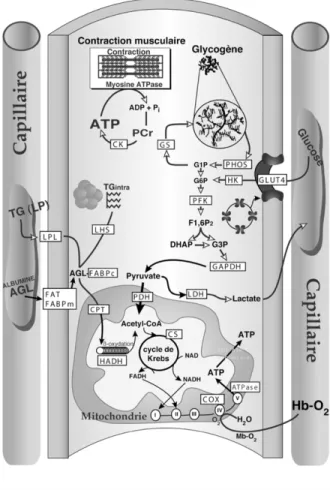 Figure 5. Illustration of the major energy systems contributing to ATP provision during maximal aerobic power  testing (Thériault 1997)