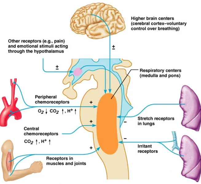 Figure 1. Elaboration of the structures involved in the control of breathing  