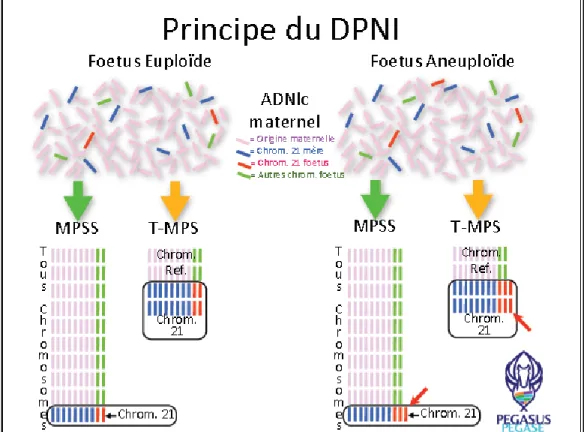 Figure 2. Utilisation de l’information génomique provenant de l’ADN libre circulant du plasma maternel  pour la détection des aneuploïdies