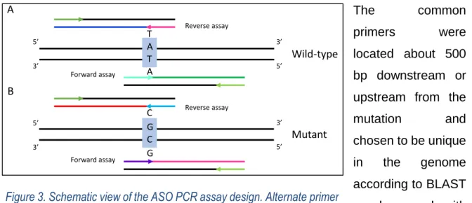 Figure 3. Schematic view of the ASO PCR assay design. Alternate primer  pairs on each DNA strand are shown for the wild type A, and mutant B  allele, resulting in four distinct PCR amplification reactions per  disease-associated mutation locus