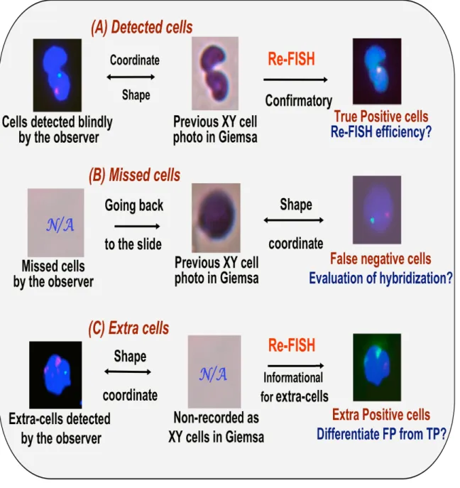 Figure 1 Schematic management of detected (A), missed (B), and extra cells (C).  