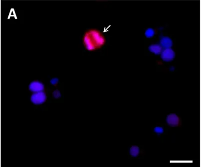 Figure 7 (A) Immunofluorescence staining for the Ki67 proliferation protein of INS-1 cells 