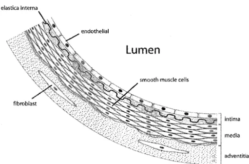 Figure 1.2: The structure of a large blood vessel, depicting the intima, the media, and the adventitia