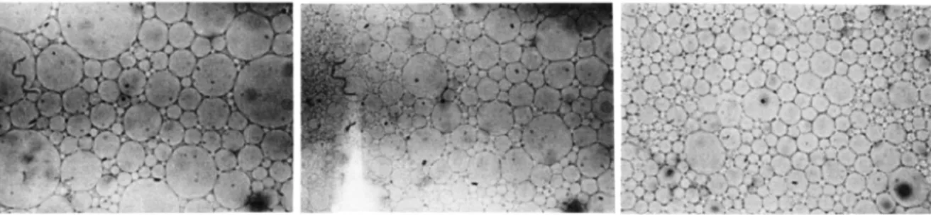 Figure 15: micrographs of polydisperse concentrated emulsions at φ ≈ 0.88, comprising 3-4 size classes of droplets (left)