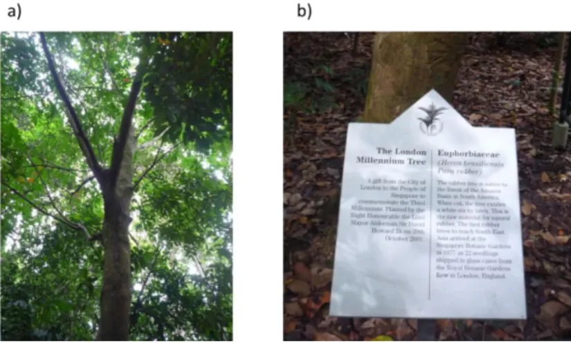 Figure 1-1 a) Hevea brasiliensis du jardin botanique de Singapour, b) Plaque explicative de l’hévéa au  jardin botanique de Singapour
