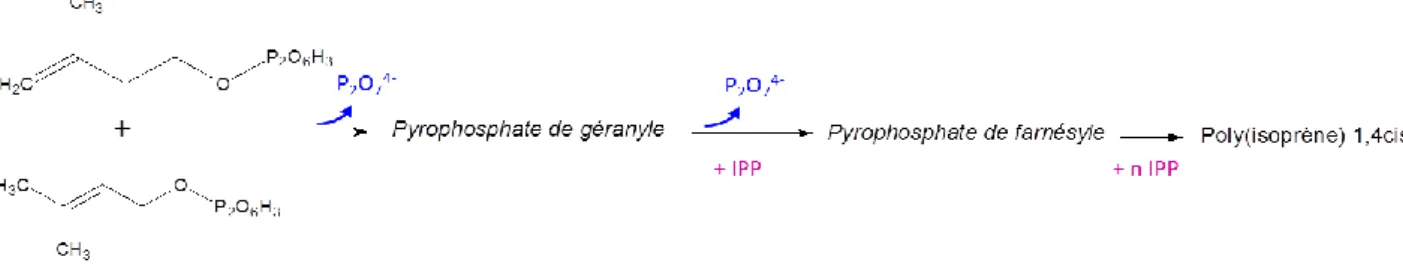 Figure 1-8 Deuxième partie de la synthèse du caoutchouc naturel, ajout du monomère IPP 