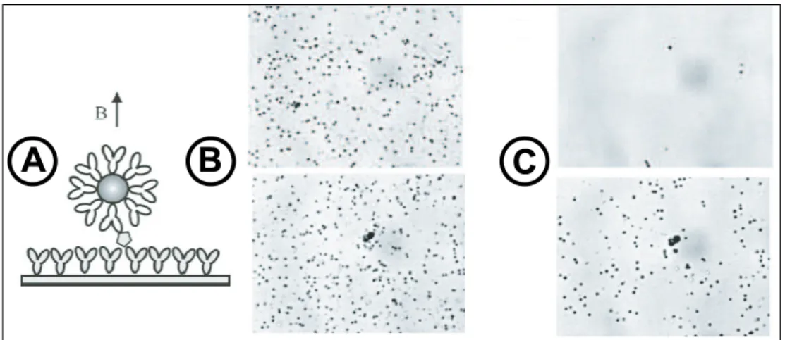 Fig. 1.9 – A : principe du montage de diff´erentiation par application d’une force. B, C : tests avec 0 ng.mL -1 (en haut) et 0.1 ng.mL -1 (en bas) d’ovalbumine respectivement avant et apr`es l’application du champ magn´etique