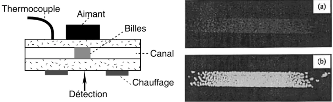Fig. 1.14 – “Puces ` a ADN”. Coupe sch´ematique du dispositif : un aimant permet l’immobilisation des particules magn´etiques dans une zone du canal