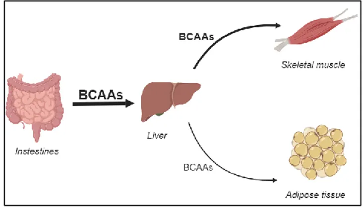 Figure 5. Trajectoire des BCAAs alimentaires. 
