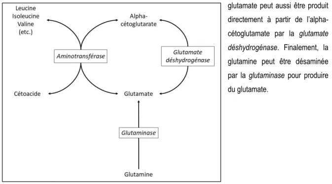 Figure 10. Synthèse du glutamate. 