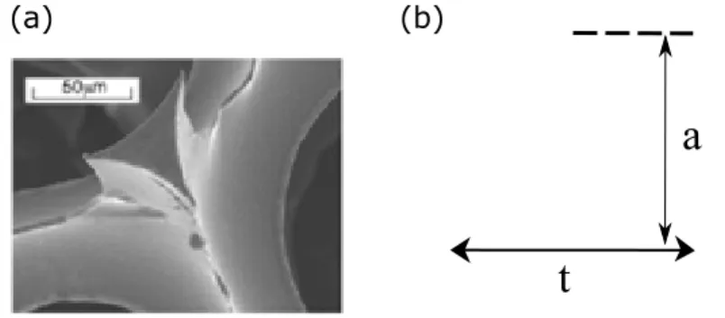 Figure 2.1 Cross section of sturt in highly porous PU foam. (a) SEM photo, (b) model used in the FE model.