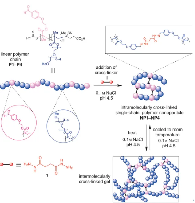 Figure 4. Conjugation of polymer chains to form intramolecularly crosslinked SCNPs, and 