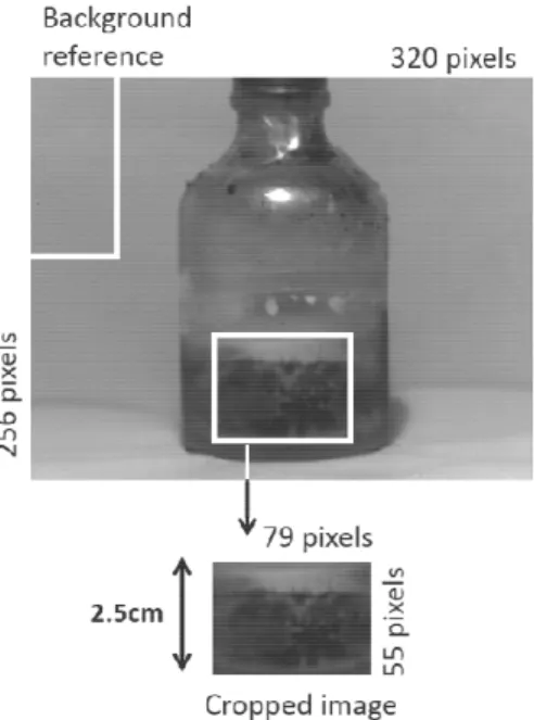 Figure 3-2. Typical vial illustrating a typical cake as well as the background reference area  used for standardizing the images.