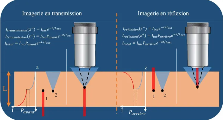 Figure 2.3 : Illustration de la différence entre imagerie en transmission et en réflexion