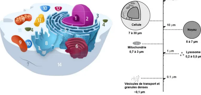 Figure 3.4 :   avec une échelle donnant quelques ordres de grandeurs. (1) Nucléole, lieu  de  la  transcription  des  ARN  ribosomiques ;  (2)  Noyau,  contenant  la  chromatine  (ADN) 