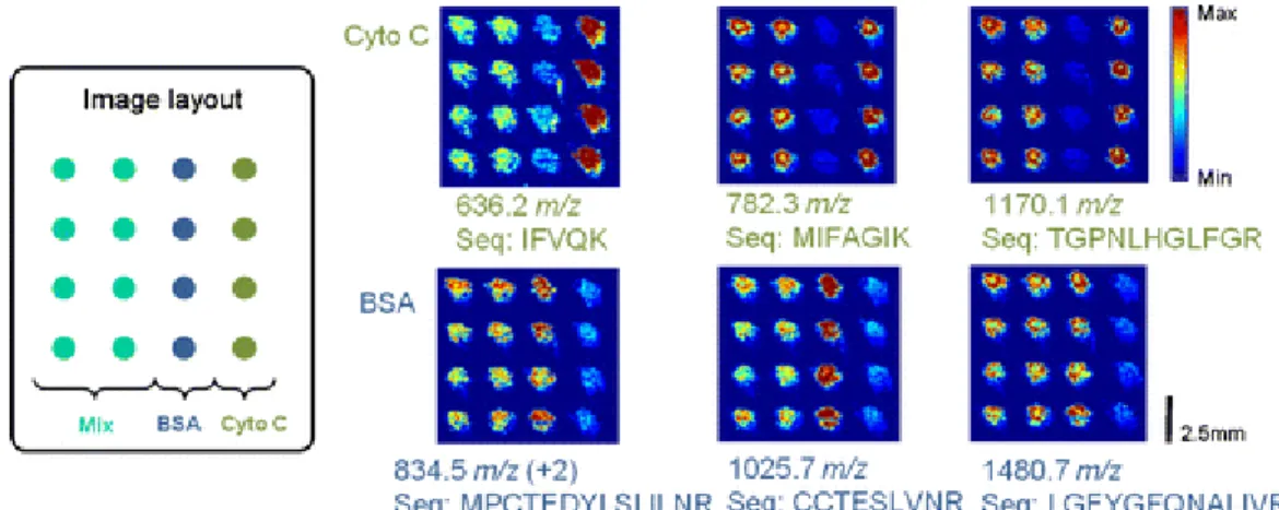 Figure 8. Top-Down LAESI-MS Imaging of intact proteins in a mouse lung section.  Optical (G), selected ion images (A, C, E) and selected isotope images (B, D, F) obtained using  LAESI FT-ICR MS