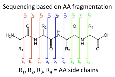 Figure 11. Peptide ion series nomenclature. 